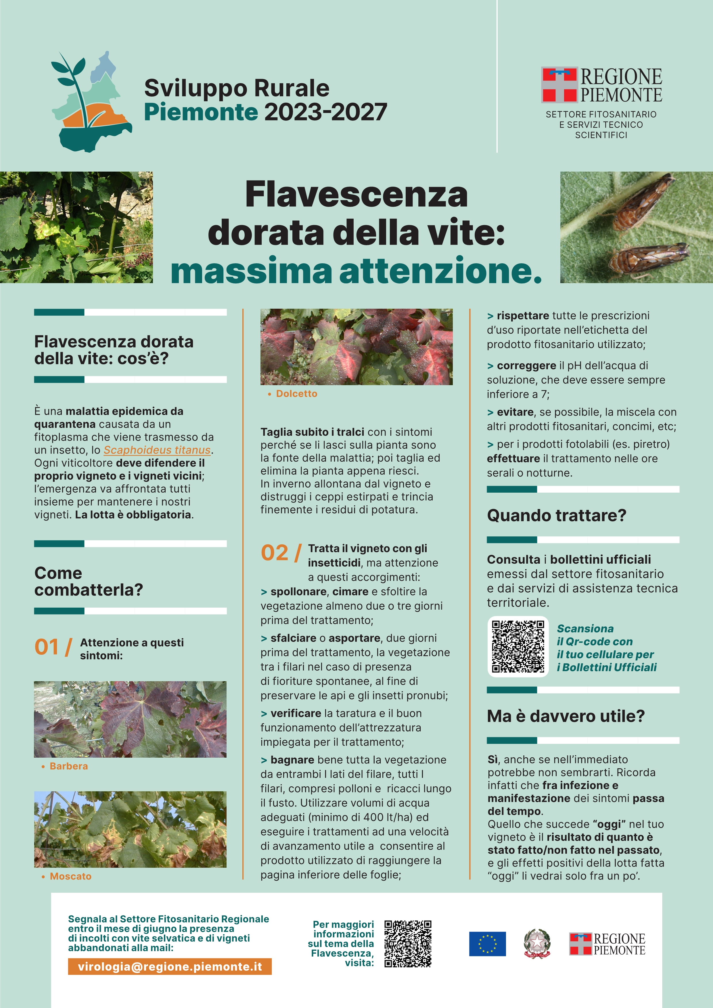 Flavescenza dorata della vite: massima attenzione.
